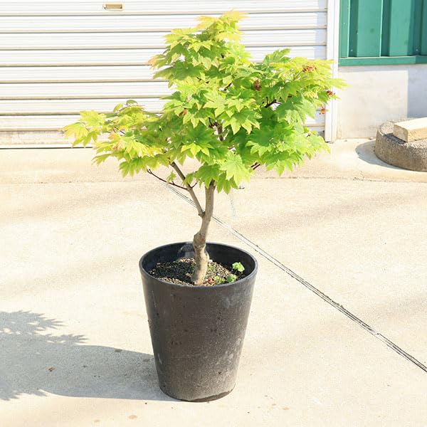 Amazon.co.jp: 庭木・植木：イタヤもみじ（青板屋モミジ